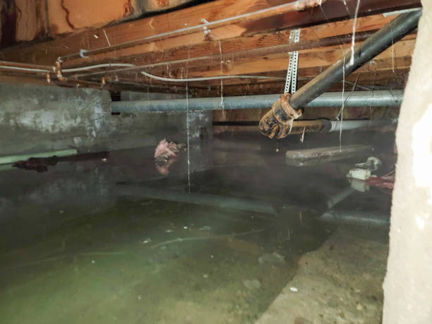 Best Water damage contractors near me  in Noble, OK